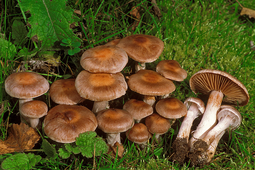 Cortinarius saturninus (door Henk Huijser)