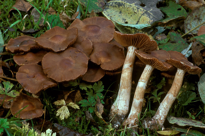 Cortinarius saturninus (door Henk Huijser)