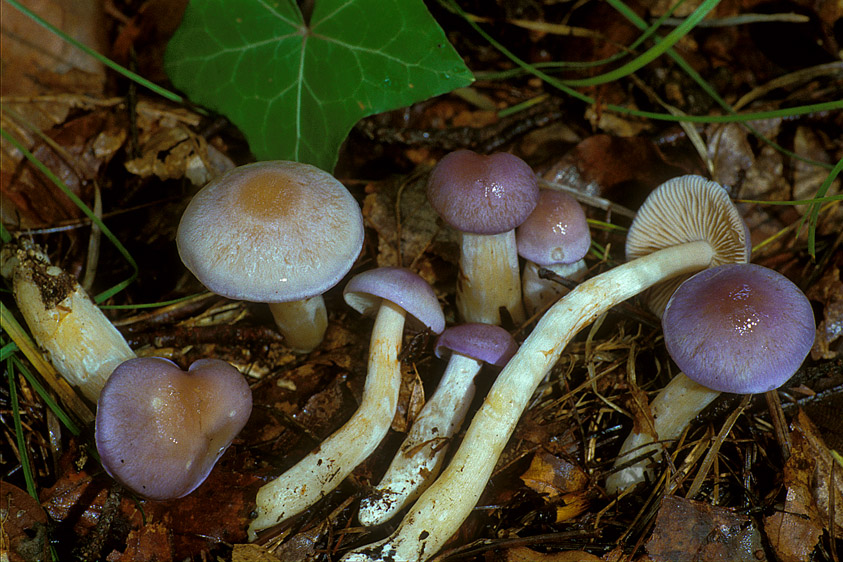 Cortinarius croceocaeruleus (door Henk Huijser)