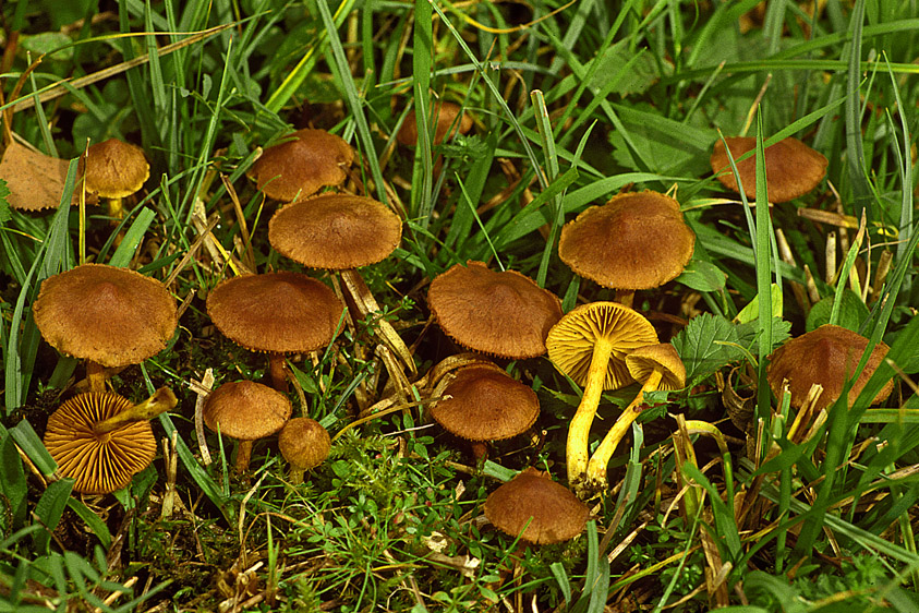 Cortinarius croceoconus sl, incl. pratensis (door Henk Huijser)