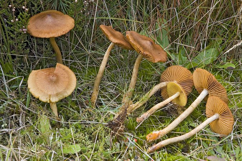 Cortinarius croceus (door Nico Dam)