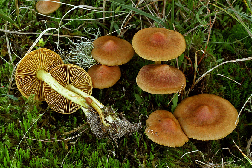 Cortinarius croceus (door Henk Huijser)