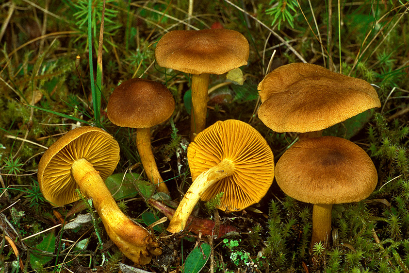 Cortinarius croceus (door Henk Huijser)