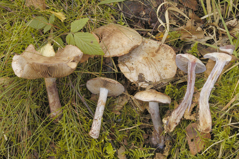 Cortinarius cyanites (door Nico Dam)