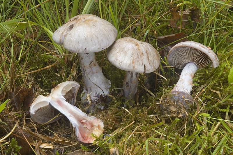 Cortinarius cyanites (door Nico Dam)