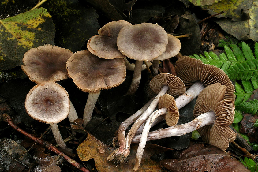 Cortinarius decipiens var. atrocoeruleus (door Henk Huijser)