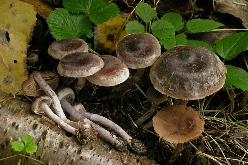 Cortinarius decipiens var. atrocoeruleus (door Henk Huijser)