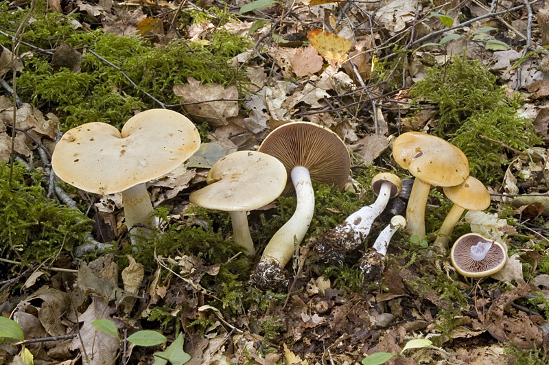 Cortinarius delibutus (door Nico Dam)