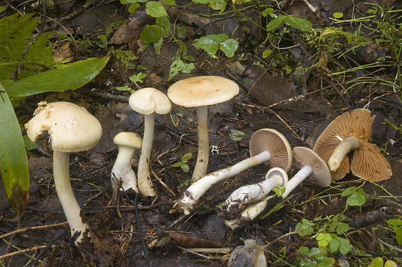 Cortinarius delibutus (door Nico Dam)