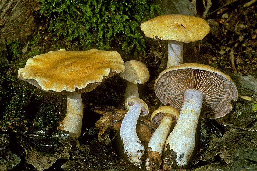 Cortinarius delibutus (door Henk Huijser)