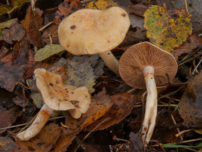 Cortinarius delibutus (door Aldert Gutter)