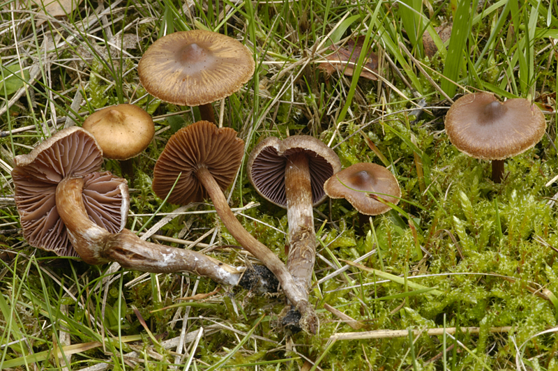 Cortinarius diasemospermus var. diasemospermus (door Nico Dam)