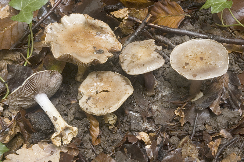 Cortinarius dionysae (door Nico Dam)