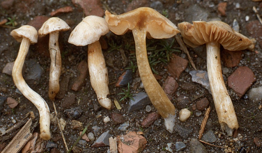 Cortinarius eburneus (door Nico Dam)