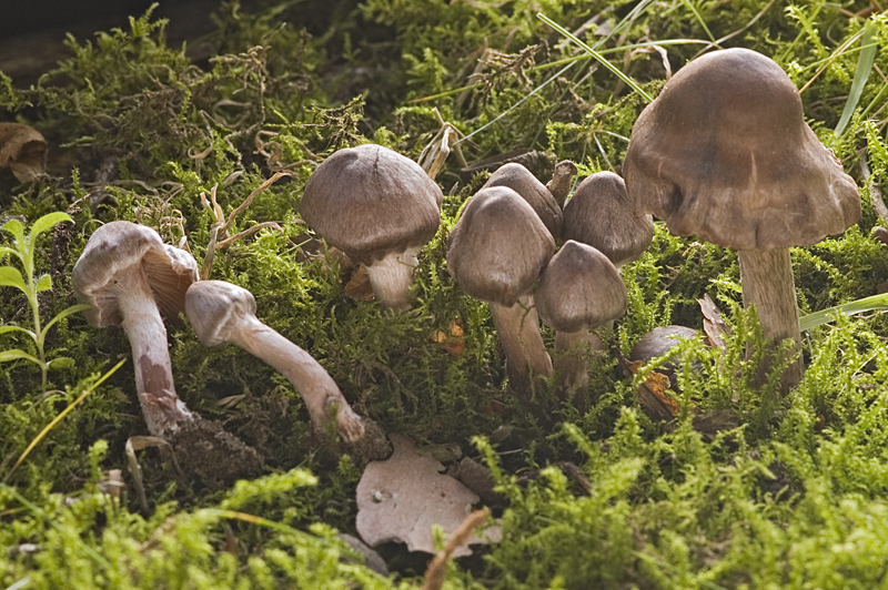 Cortinarius vernus (door Nico Dam)