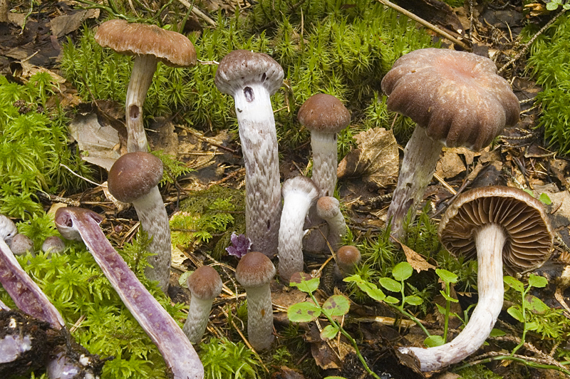 Cortinarius evernius (door Nico Dam)