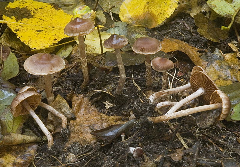 Cortinarius decipiens var. decipiens (door Nico Dam)