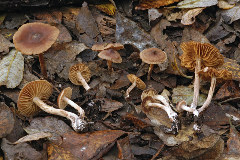 Cortinarius helobius (door Nico Dam)