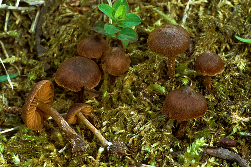 Cortinarius helobius (door Henk Huijser)