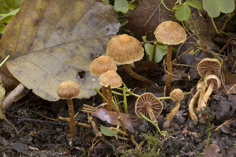 Cortinarius helvelloides (door Nico Dam)