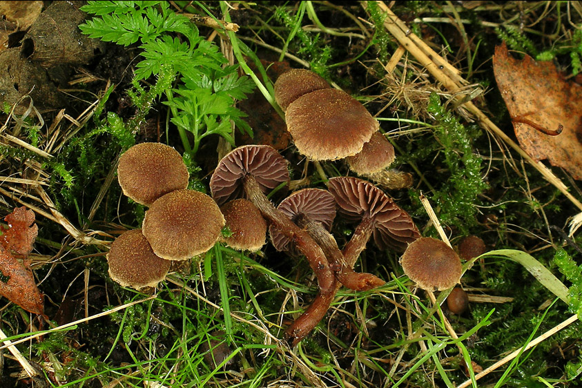 Cortinarius helvelloides (door Henk Huijser)