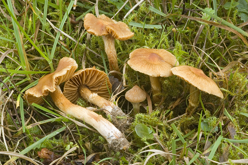 Cortinarius helvolus (door Nico Dam)