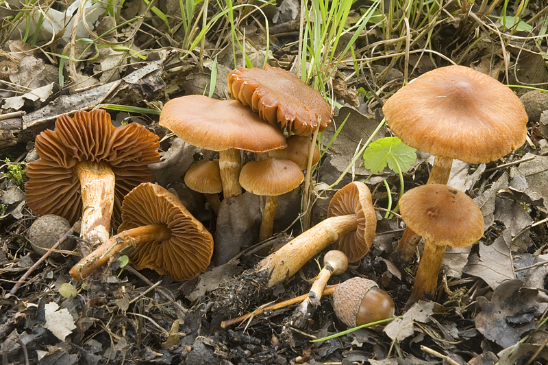 Cortinarius helvolus (door Nico Dam)