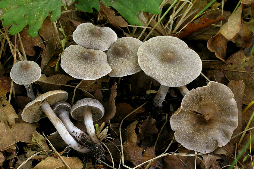 Cortinarius hemitrichus var. hemitrichus (door Henk Huijser)