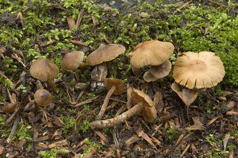 Cortinarius incisus (door Nico Dam)