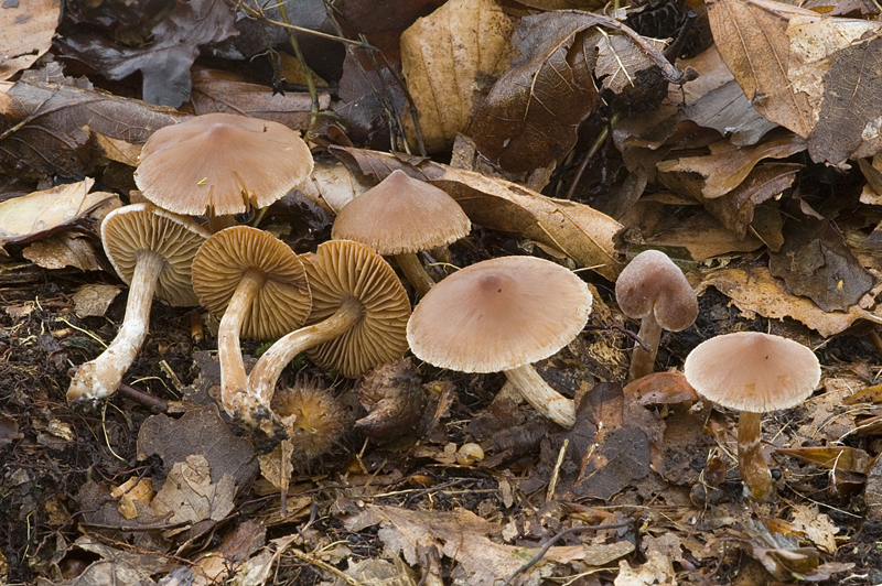 Cortinarius incisus (door Nico Dam)