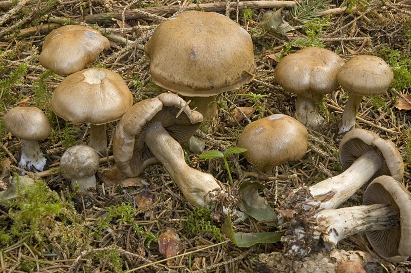 Cortinarius infractus (door Nico Dam)