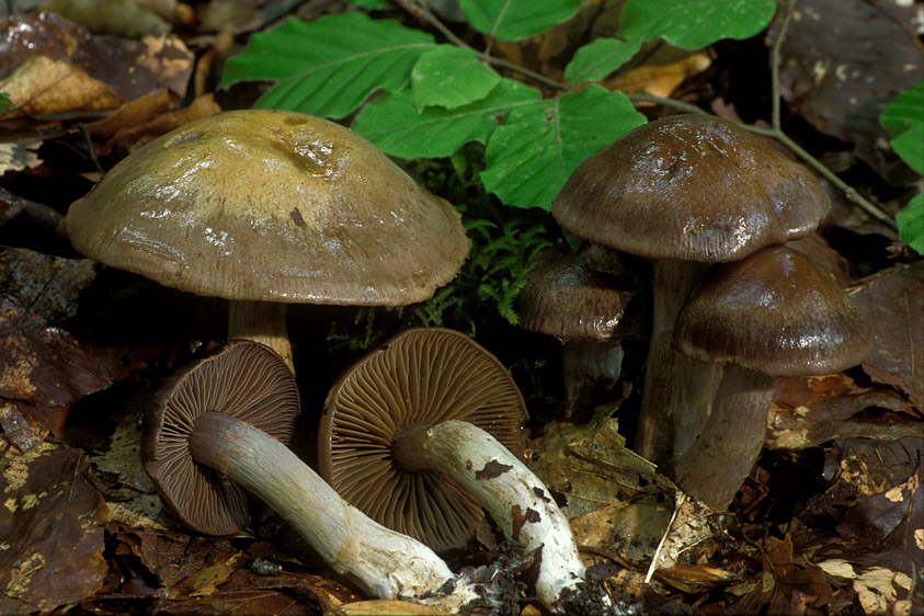 Cortinarius infractus (door Henk Huijser)