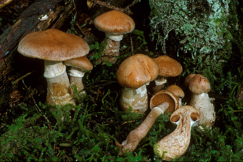 Cortinarius laniger (door Henk Huijser)