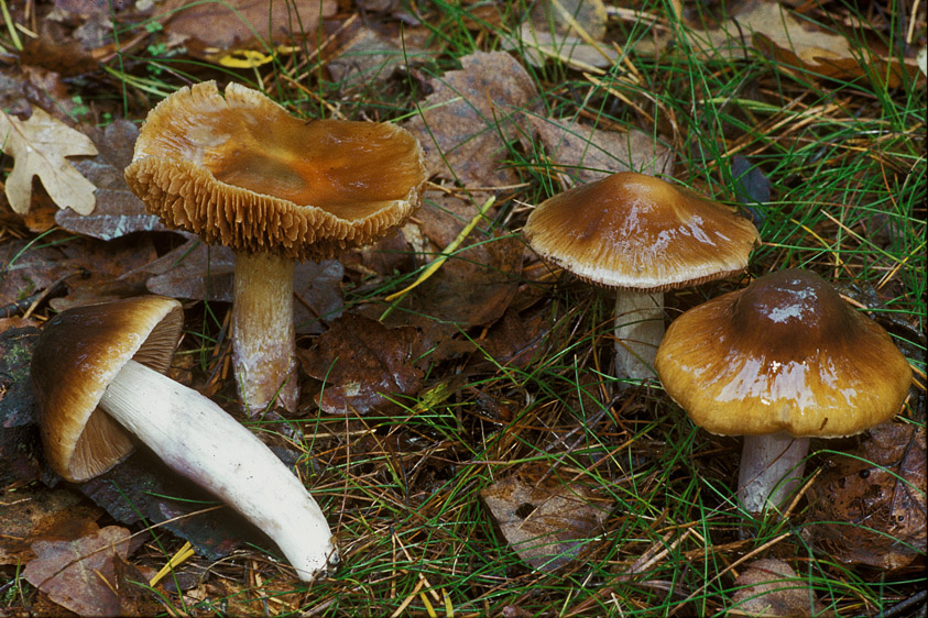 Cortinarius lividoochraceus (door Henk Huijser)