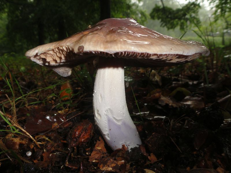 Cortinarius lividoochraceus (door Gert Immerzeel)