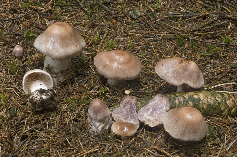 Cortinarius malachius (door Nico Dam)