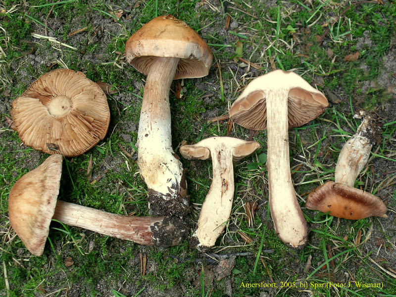 Cortinarius malachius (door Jaap Wisman)