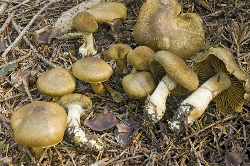 Cortinarius melanotus (door Nico Dam)