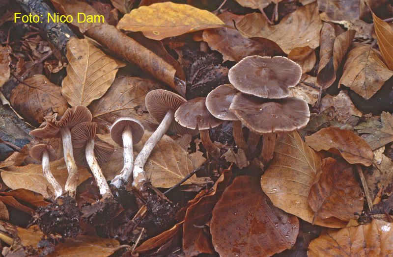 Cortinarius miraculosus (door Nico Dam)