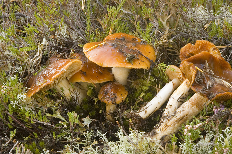 Cortinarius mucosus (door Nico Dam)