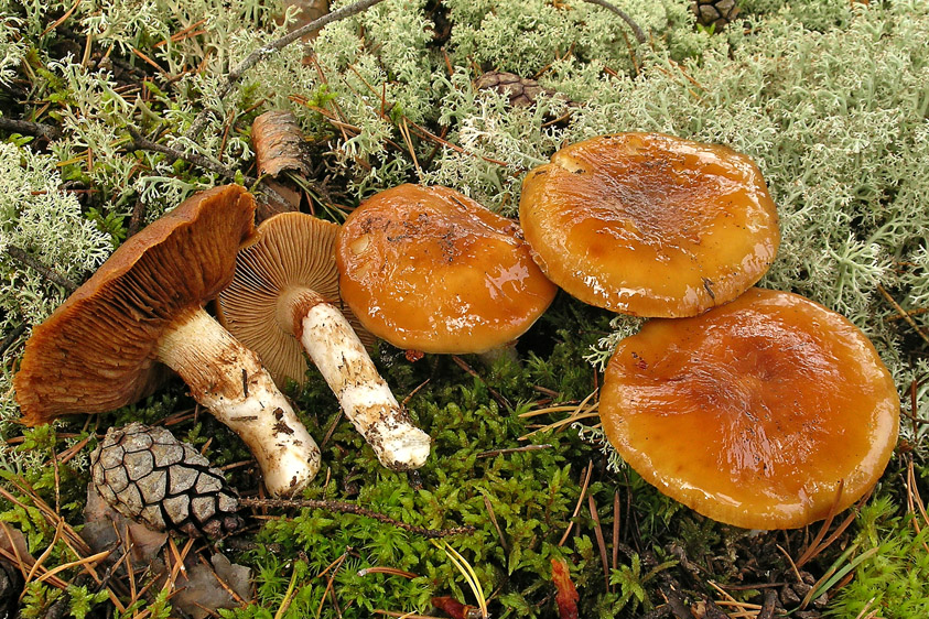 Cortinarius mucosus (door Henk Huijser)