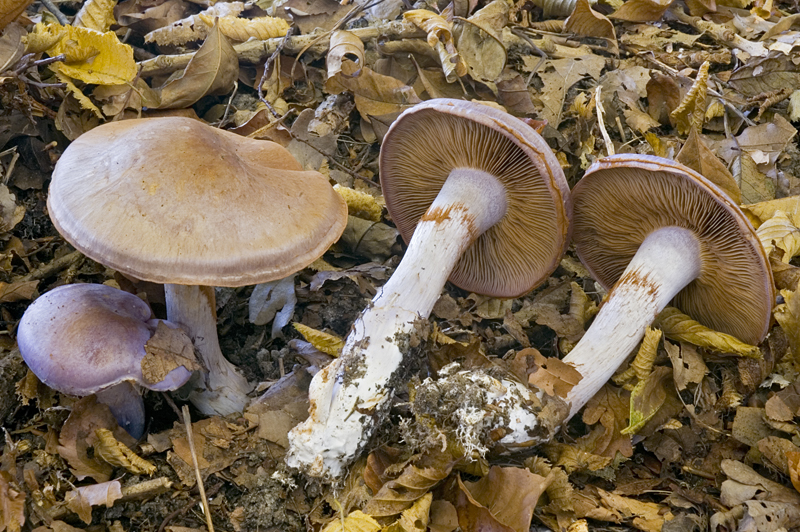 Cortinarius largus (door Nico Dam)