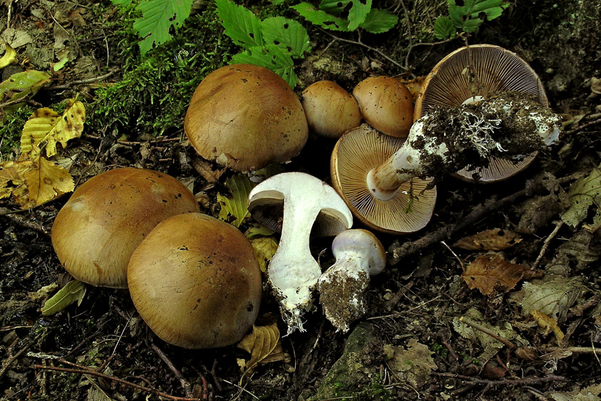 Cortinarius largus (door Henk Huijser)