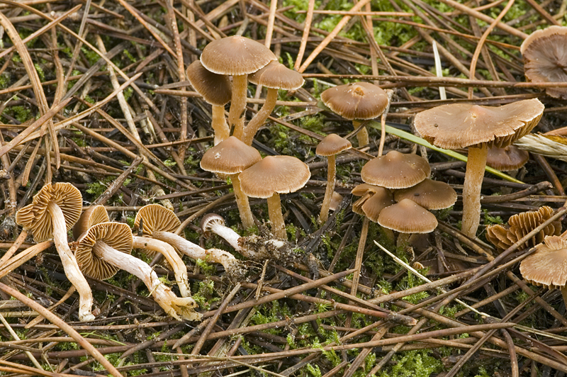 Cortinarius obtusus (door Nico Dam)