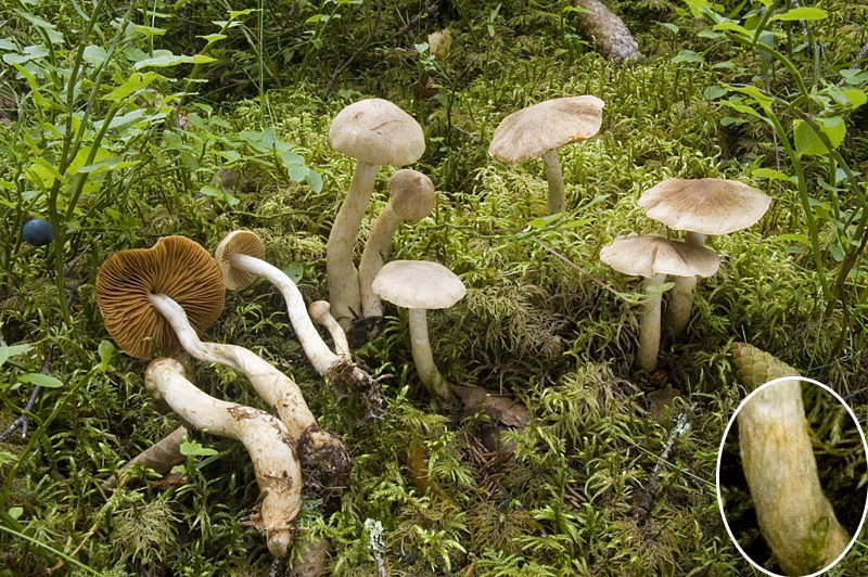 Cortinarius ochrophyllus (door Nico Dam)