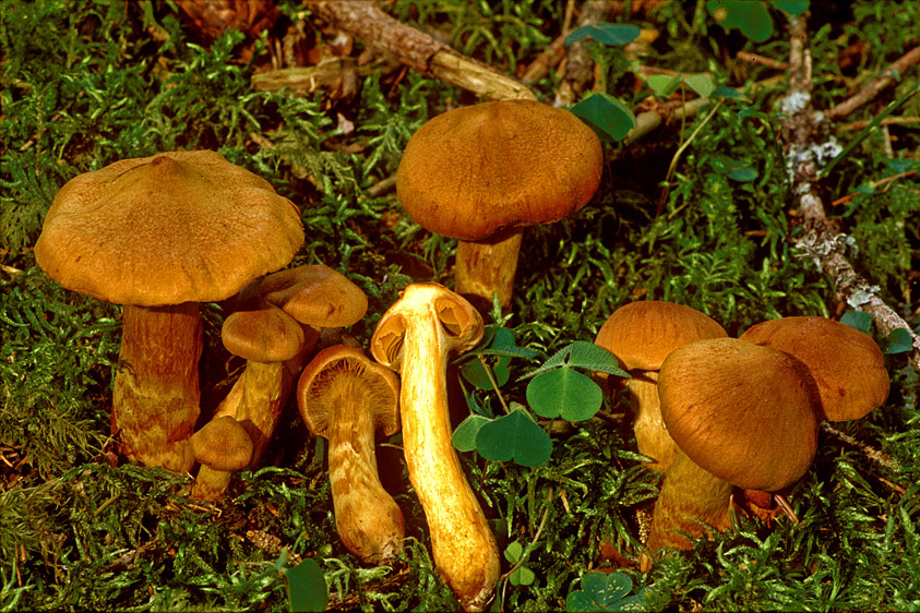 Cortinarius rubellus (door Henk Huijser)