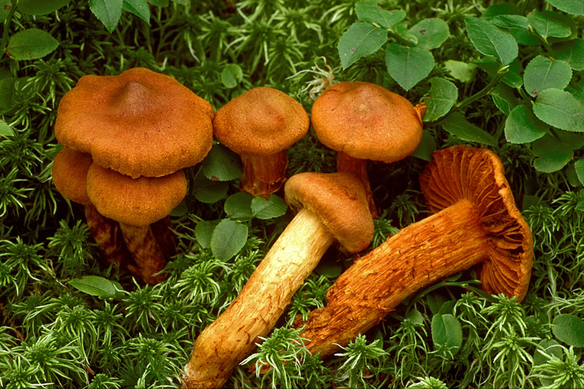 Cortinarius rubellus (door Henk Huijser)