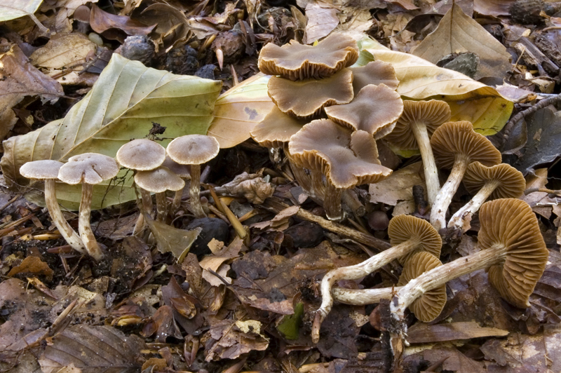 Cortinarius paleaceus (door Nico Dam)