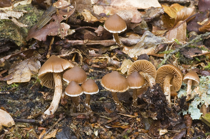 Cortinarius paleaceus (door Nico Dam)