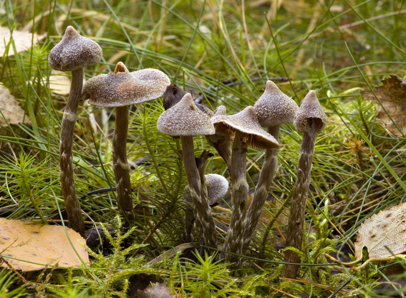 Cortinarius paleifer (door Nico Dam)